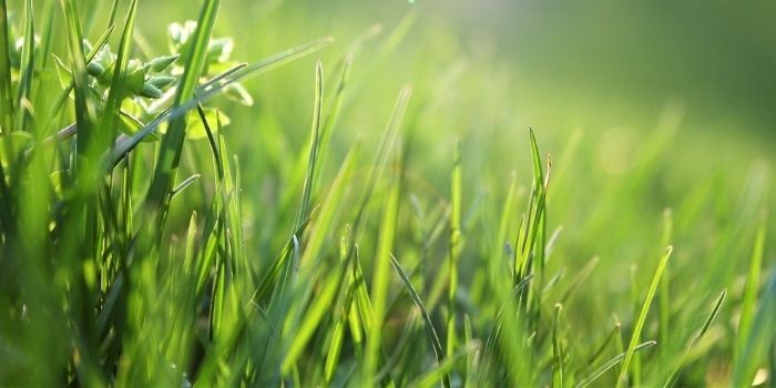 How To Get Bermuda Grass To Spread