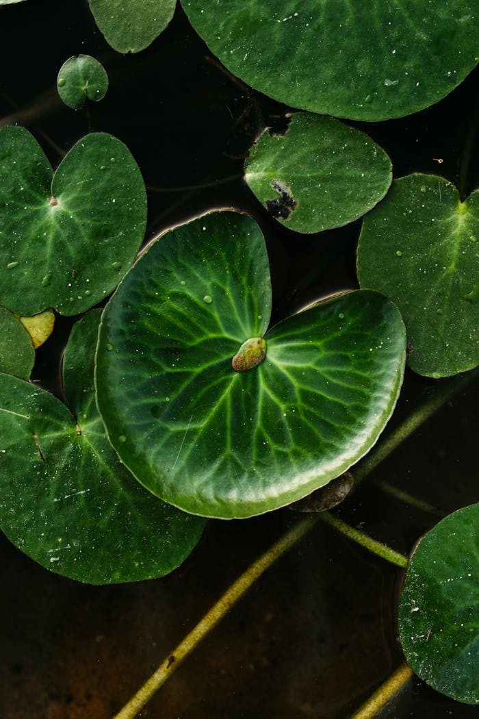 Green Lotus Pad With Water Droplets